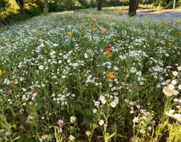 bloemenmengsel-danny-sleutjes02