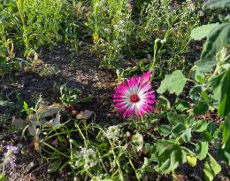 bloemenmengsel-gazon-zaaien-danny-sleutjes06